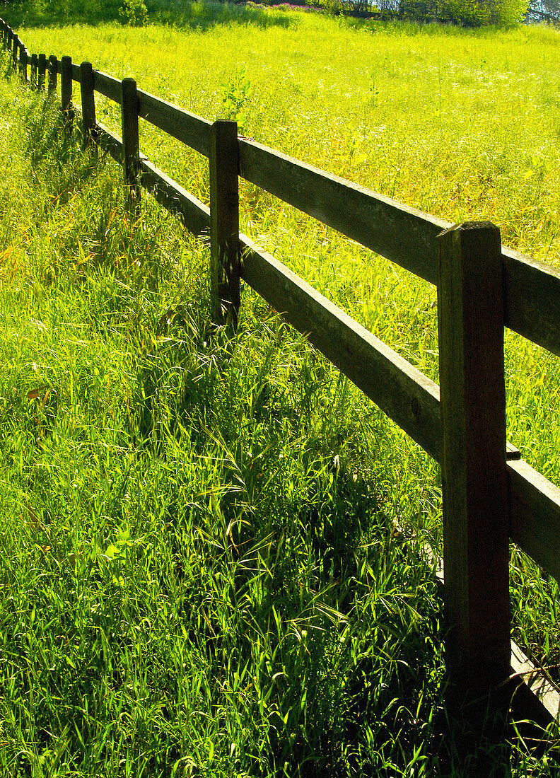 Countryside fence