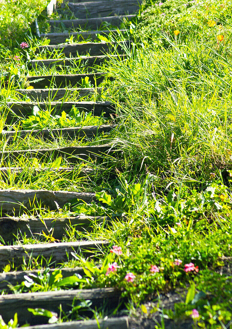 garden path