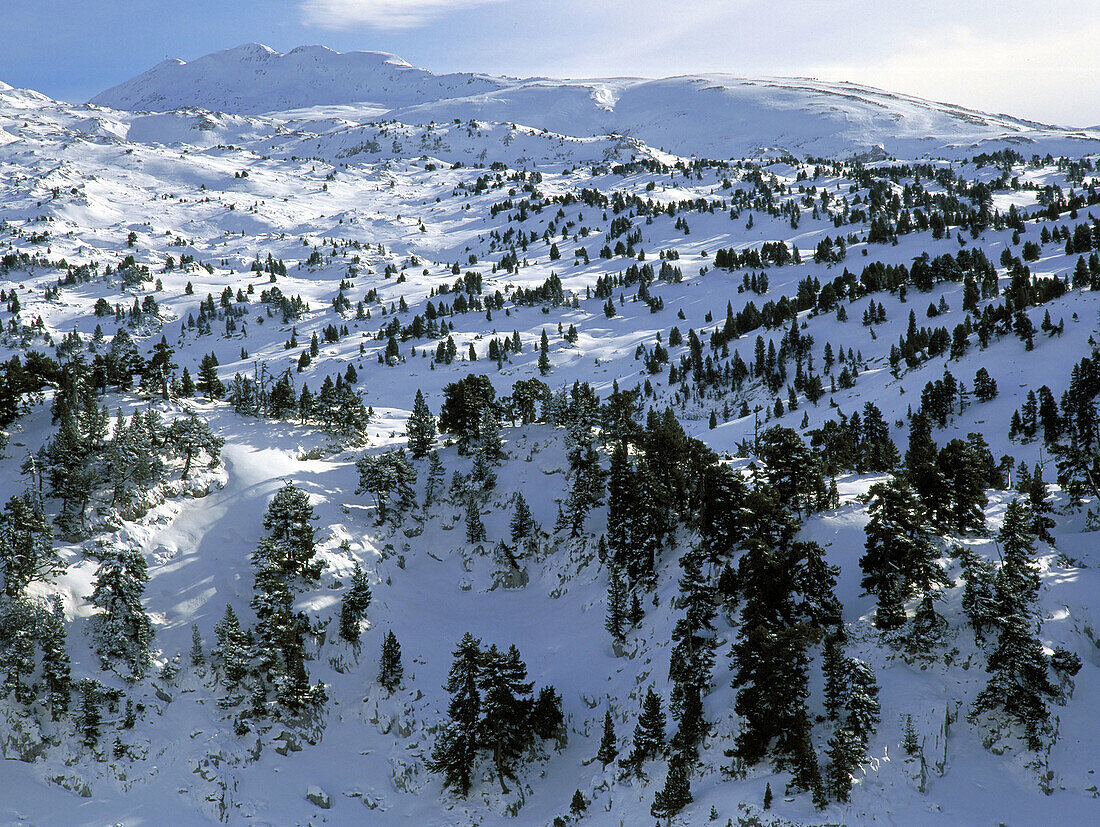 Pine trees in winter. Navarre. Spain