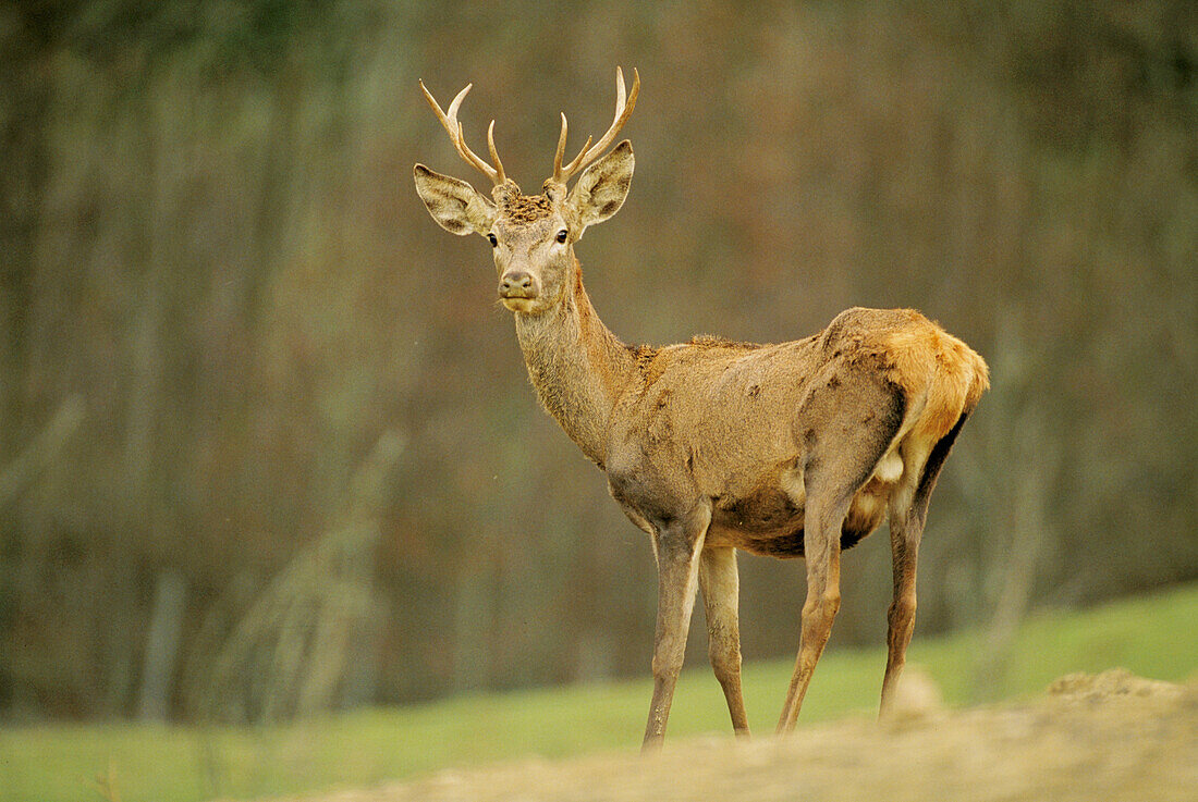 Red Deer (Cervus elaphus)