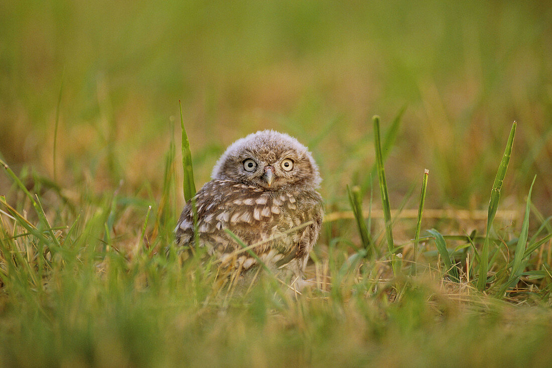 Little Owl (Athene noctua)