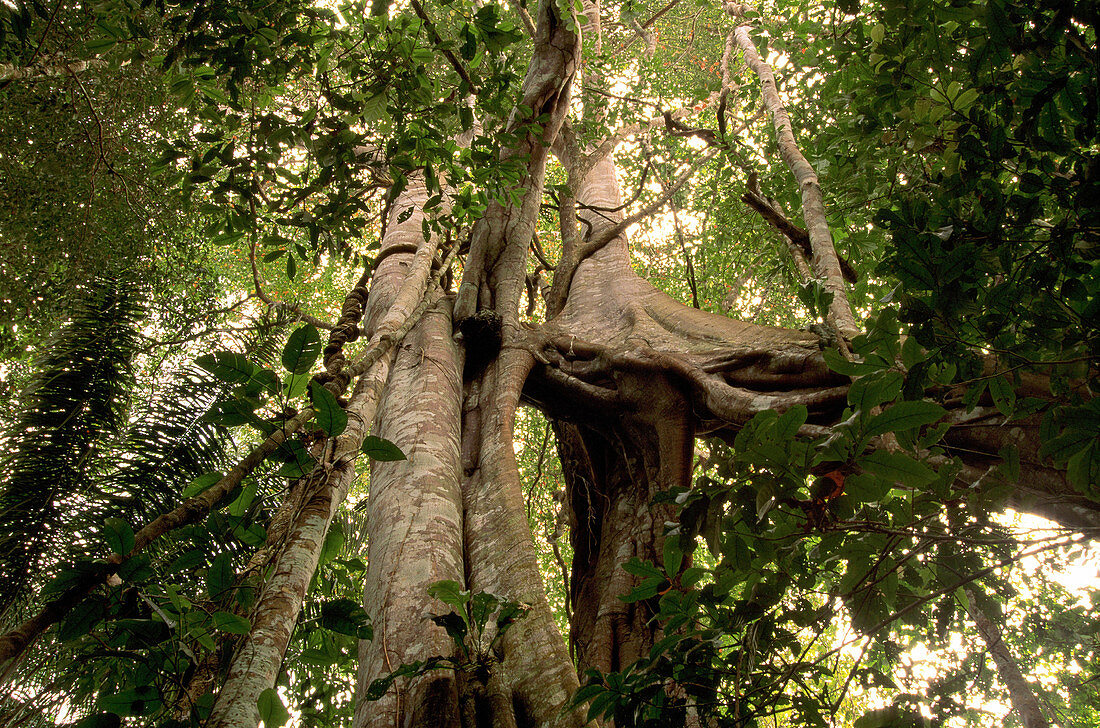 Manu National Park. Peru