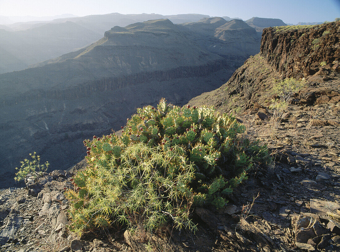 Ayaguares Gorge in Gran Canaria Island. Canary Islands, Spain