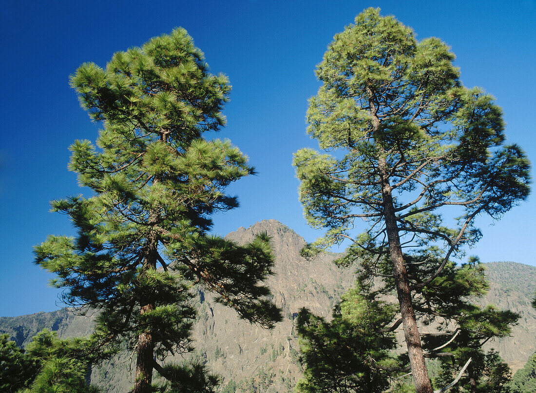 La Cumbrecita . Caldera de Taburiente National Park. La Palma, Canary Islands. Spain