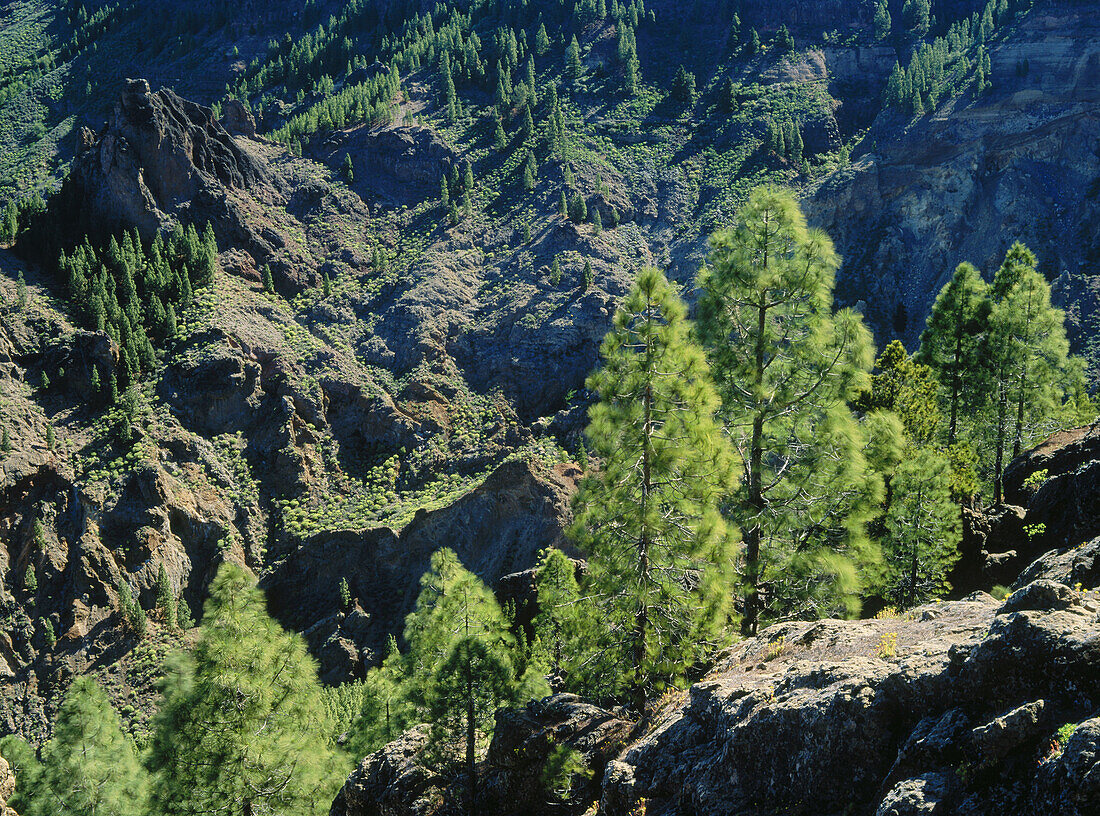 Pine grove at Roque Nublo. La Palma, Canary Islands. Spain