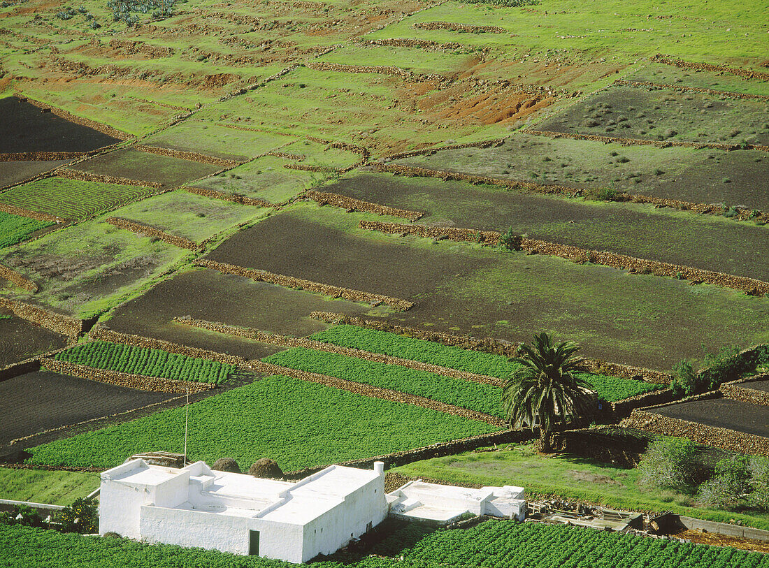 Fields. De Los Valles village. Lanzarote Island. Canary Islands. Spain