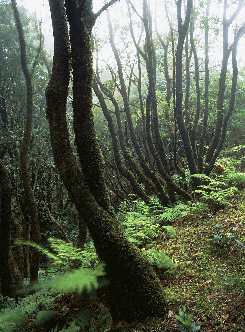 Laurisilva forest, Anaga range. Tenerife, Canary Islands, Spain