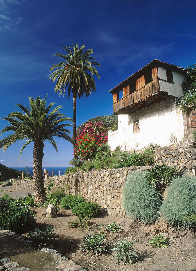 Dragon tree gardens. Icod de los Vinos. Tenerife, Canary Islands. Spain