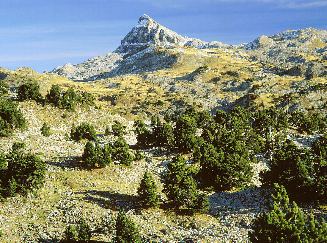 Black pines and karst with Anie Mountain in background. Larra. Navarra. Spain