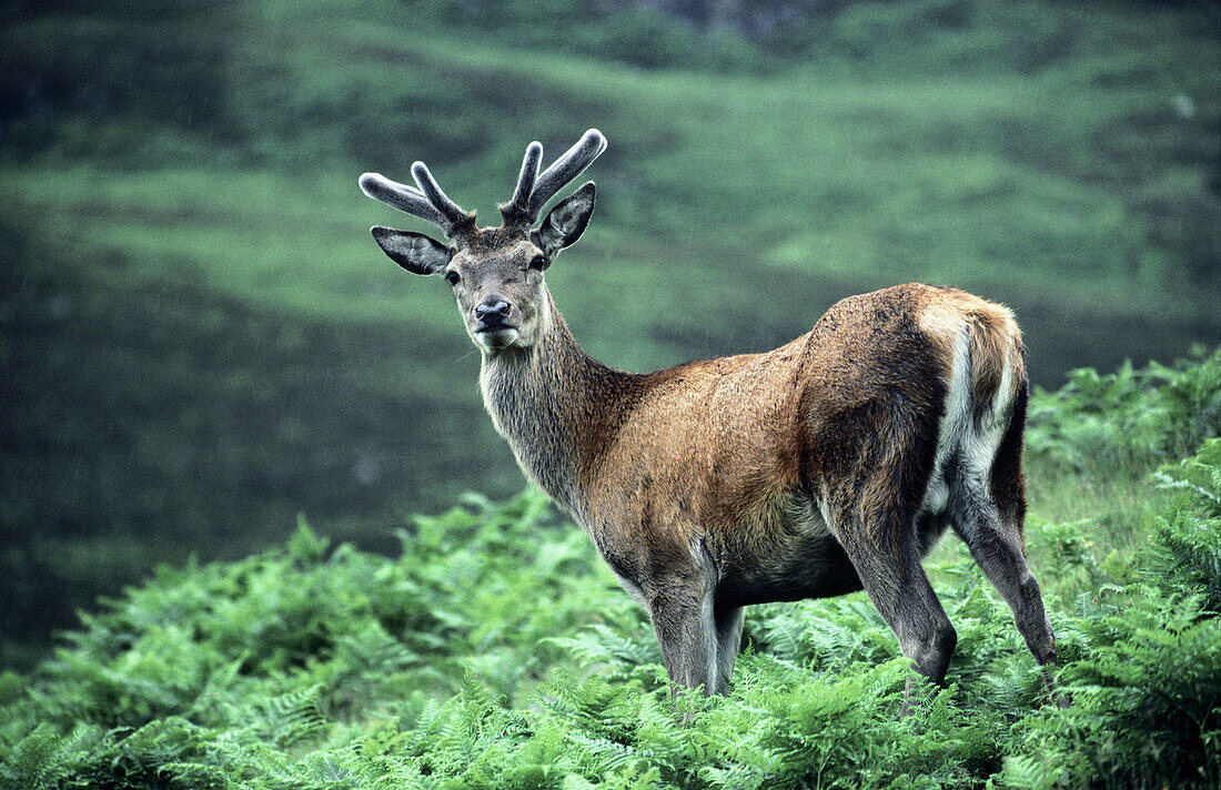 Red Deer (Cervus elaphus)