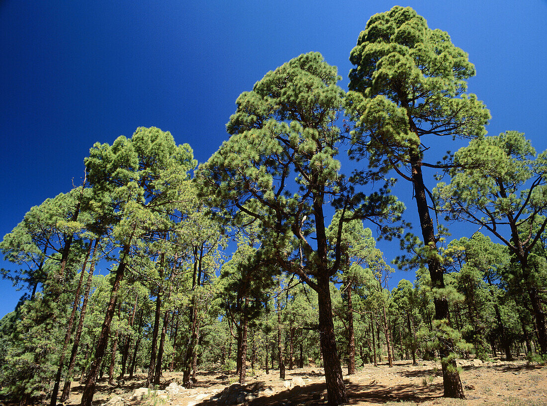 Canary Islands Pine (Pinus canariensis). Cañadas del Teide National Park. Tenerife. Canary Islands, Spain