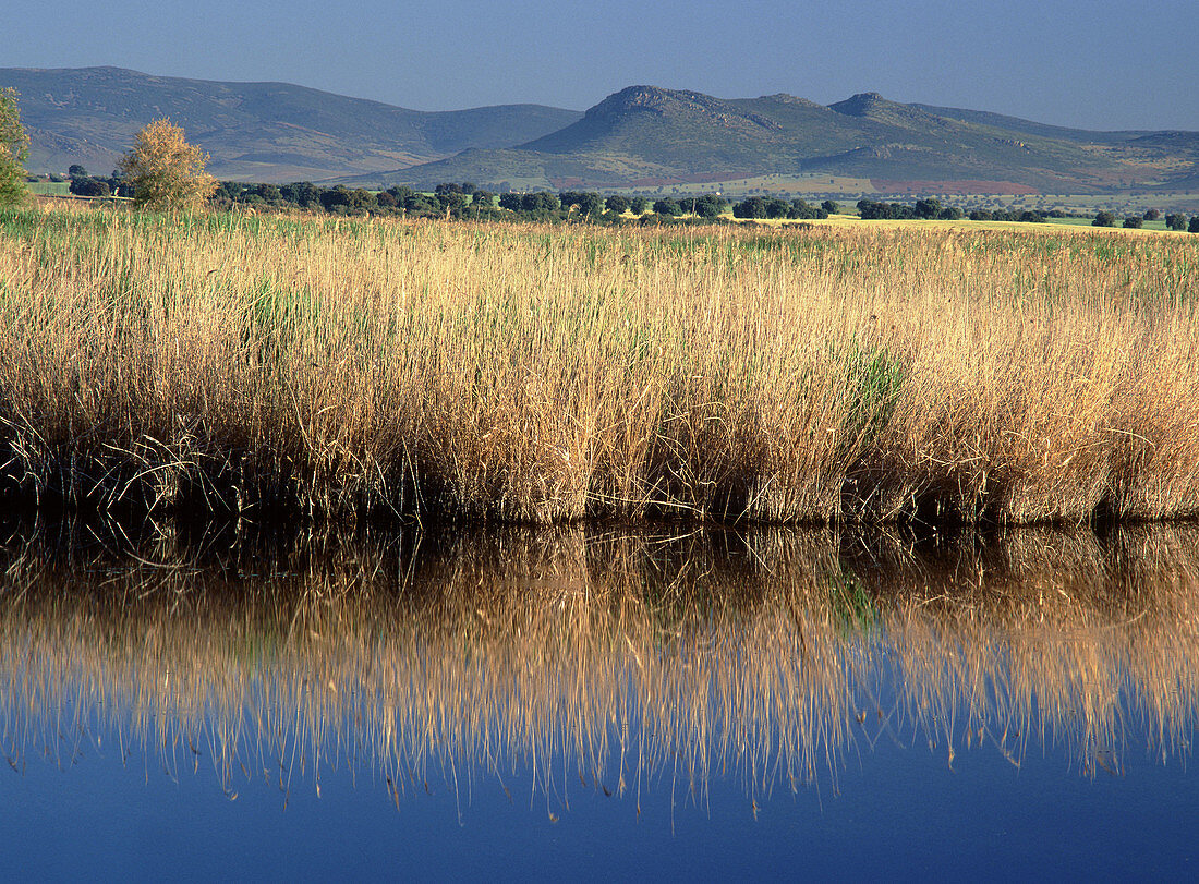 Tablas de Daimiel National Park. Ciudad Real province. Spain