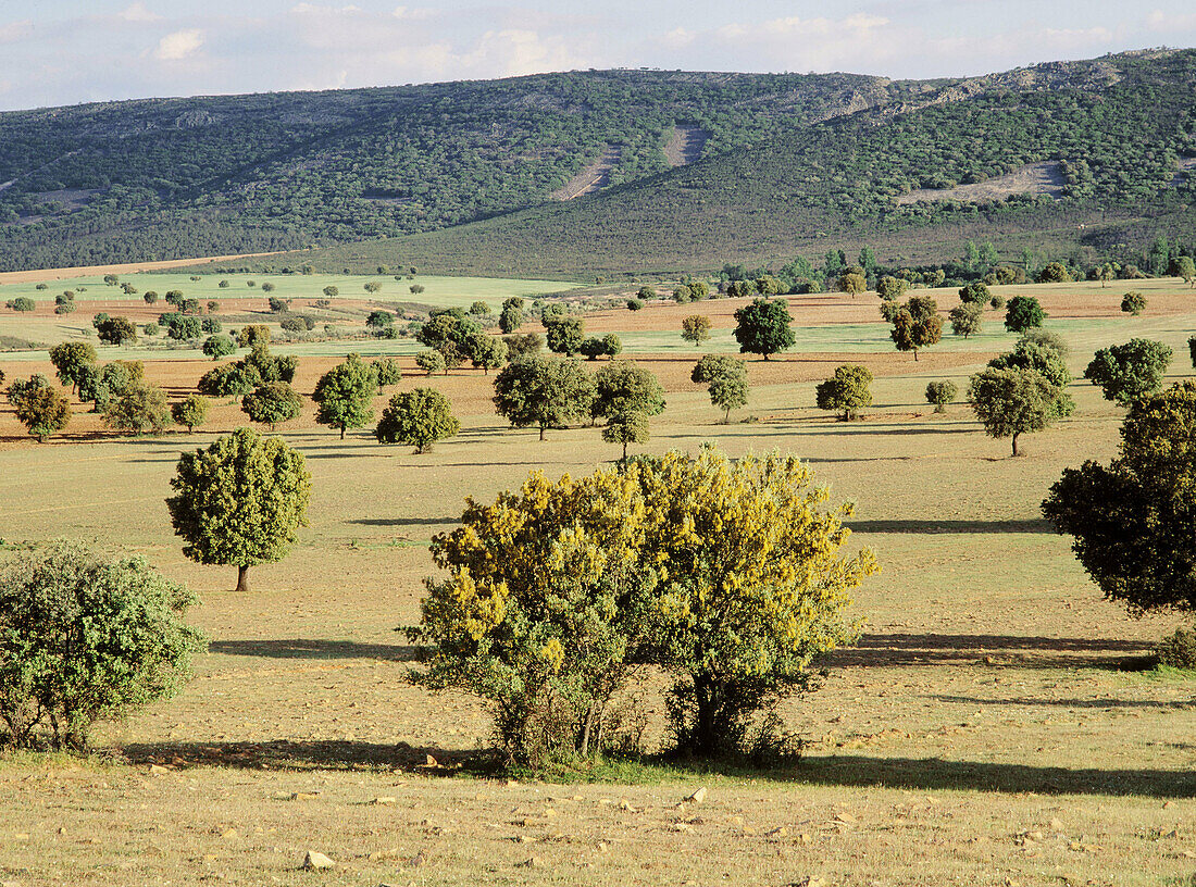 Meadow in Cabañeros National Park. Ciudad Real province. Castilla-La Mancha. Spain