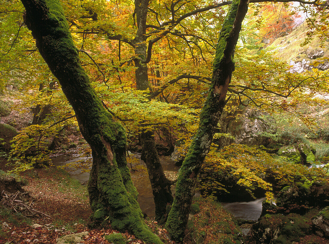Beech tree forest. Valderejo Natural Park. Álava. Spain
