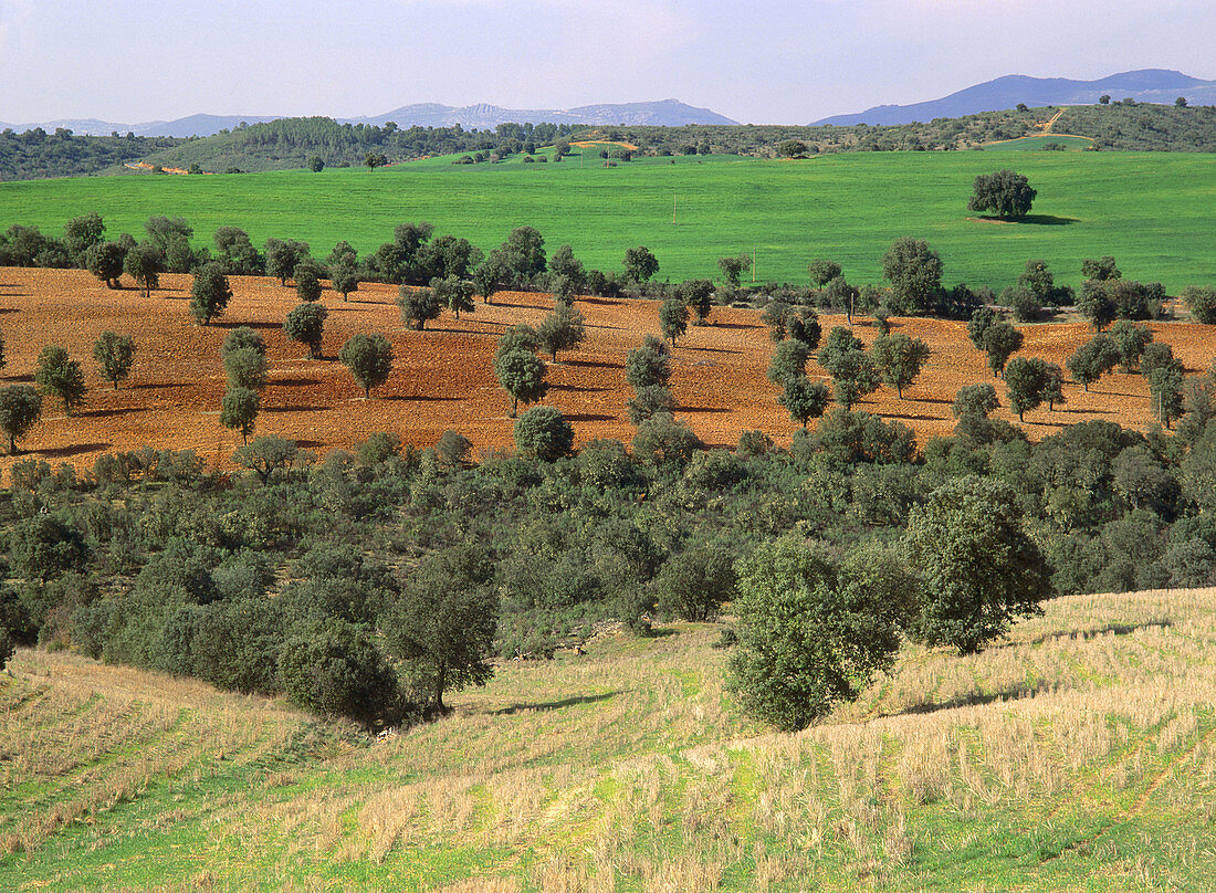 Landscape near Anchuras in Ciudad Real provinde. Castilla-La Mancha, Spain