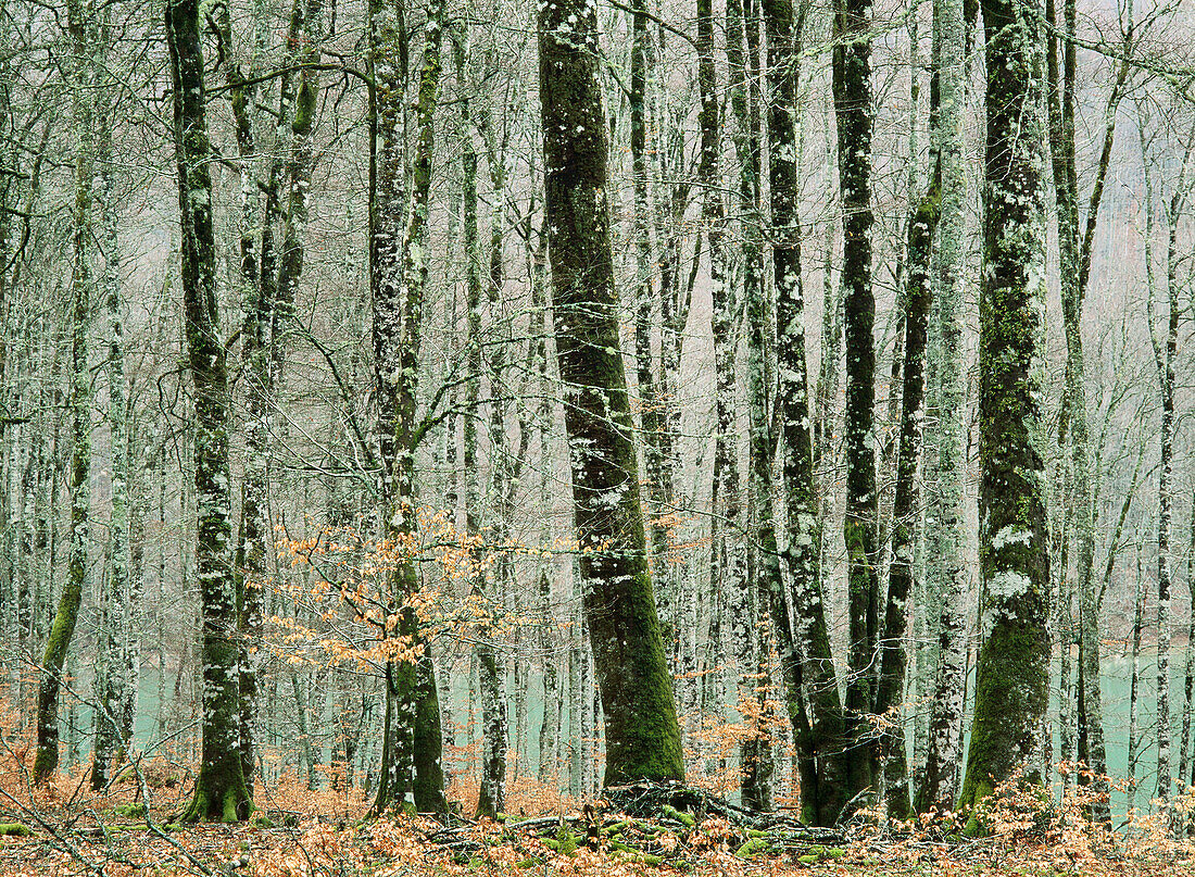 Beechwood in Irati Forest. Navarra, Spain