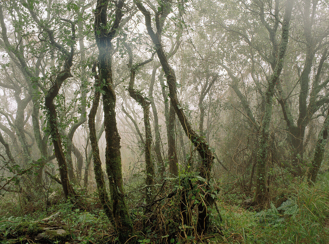 Holm Oaks trees. Urdaibai Biosphere Reserve. Biscay province, Euskadi. Spain