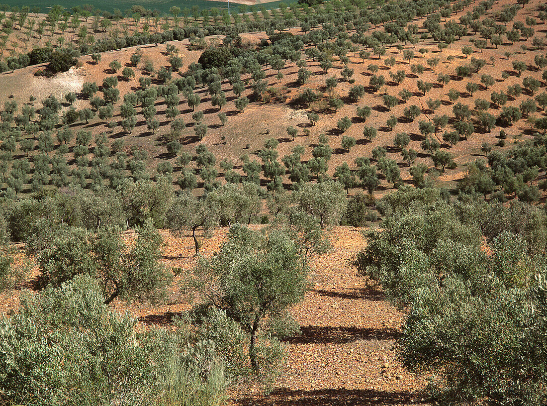 Olive trees. Torrecilla de la Jara. Toledo province, Spain