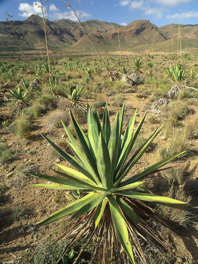 Century Plant (Agave americana). Reserva de la Biosfera Cabo de Gata-Níjar. Almería province, Spain