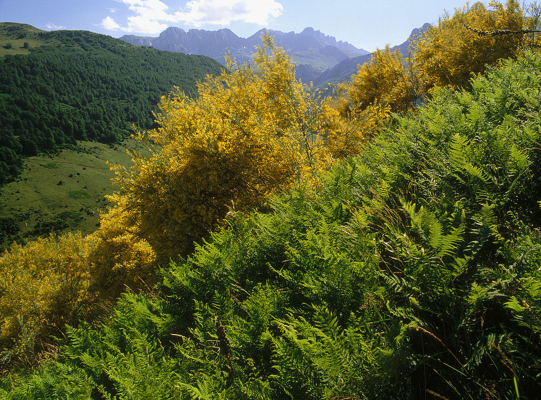 Fernand brooms in Echo Valley. Huesca province. Aragon, Spain