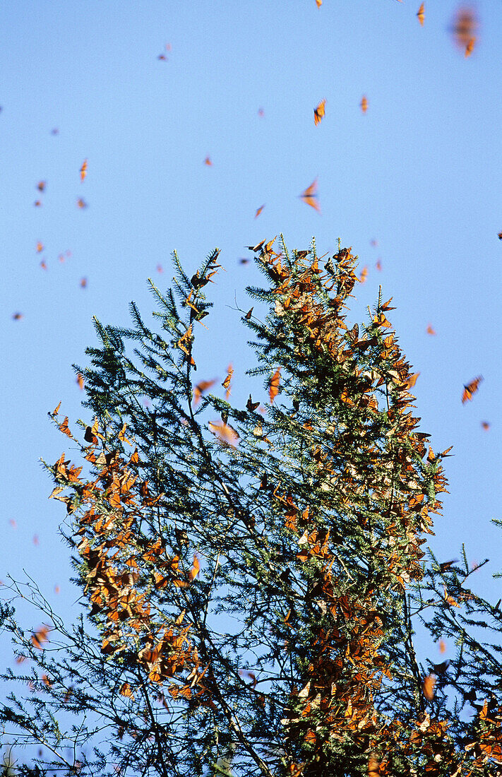 Monarch butterfly (Danaus plexippus). Michoacán, Mexico