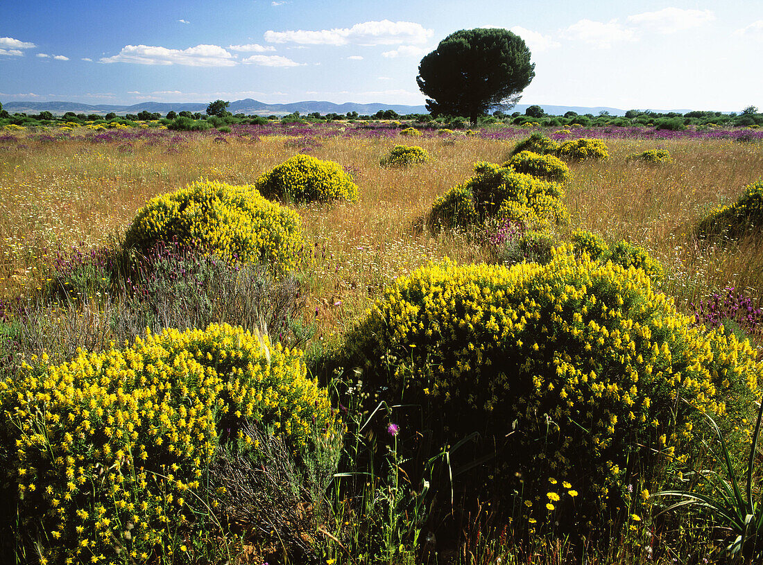 Bushes (Genista hirsuta). Cabañeros National Park. Ciudad Real province, Spain