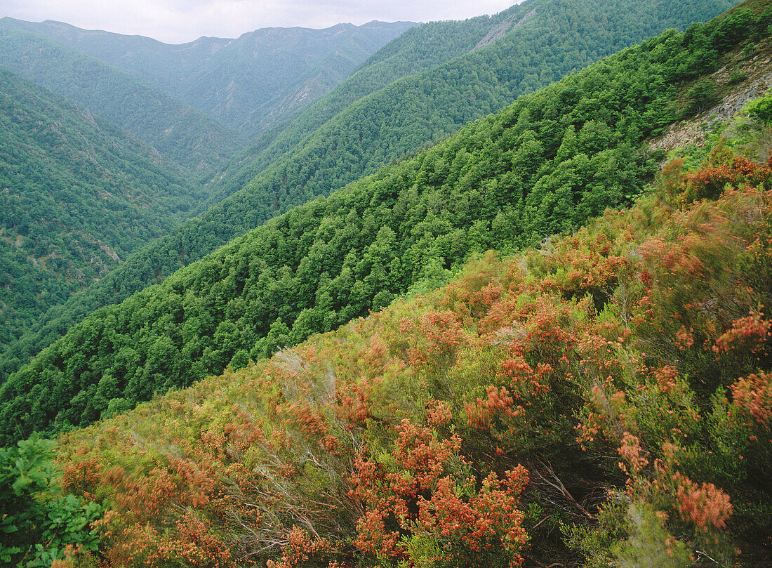 Oak trees. Muniellos. Asturias. Spain