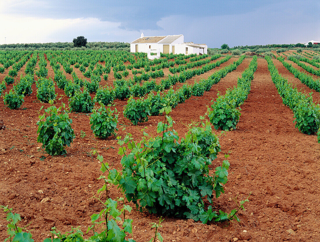 Vineyards in Fuente de Piedra. Malaga province. Andalucia, Spain