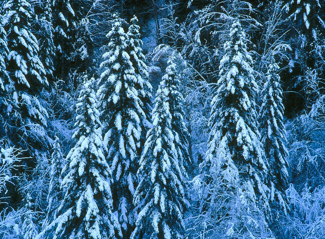 Silver firs (Abies alba)