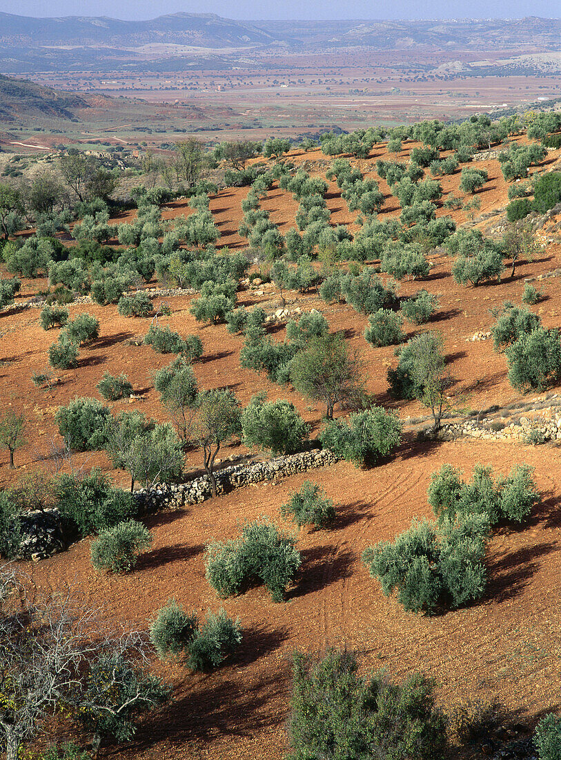 Olive tree (Olea europaea)