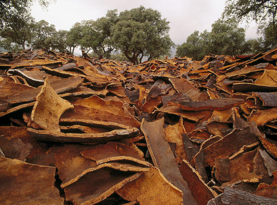 Cork barks from cork oaks (Quercus suber). Cadiz province. Andalucia, Spain