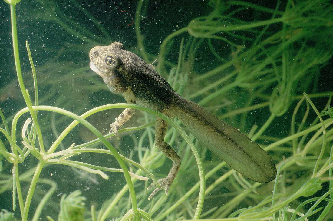 Midwife Toad (Alytes obstetricans), tadpole