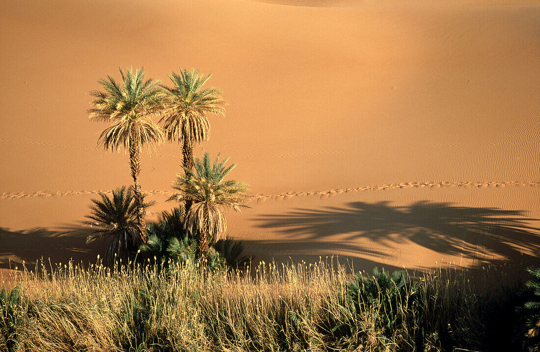 Ramlat Dawada. Sahara desert. Fezzan. Libya
