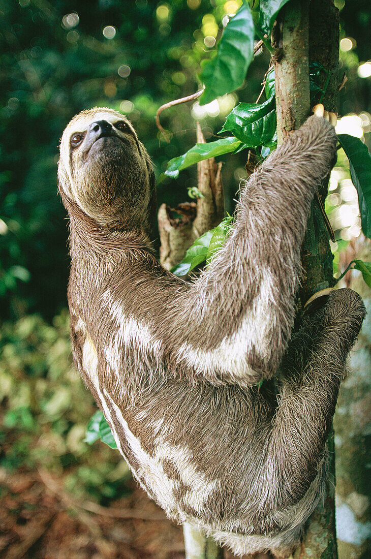 Three-toed Sloth (Bradypus variegatus)