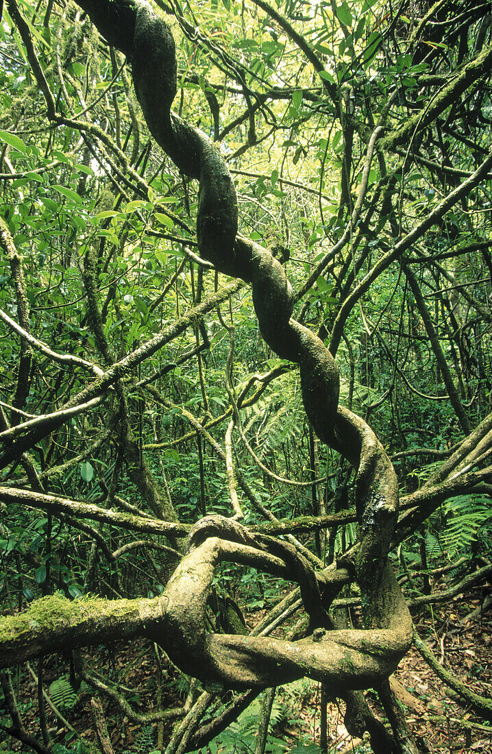 Liane. Ranomafana National Park. Madagascar