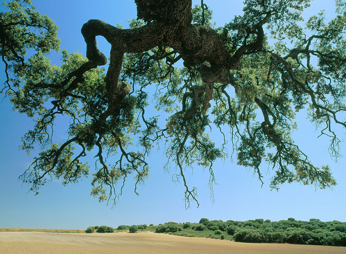 Holm Oak. Fonz. Somontano. Hueca Province. Aragón. Spain