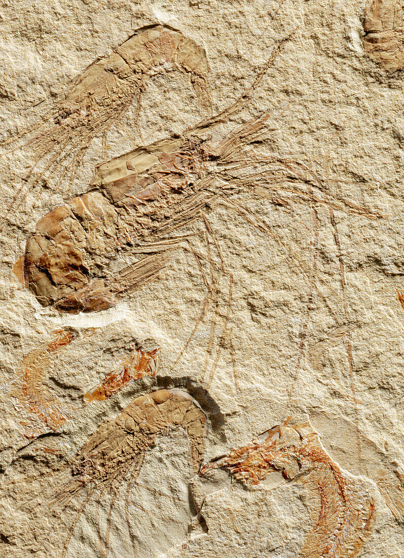 Carpopenaeus callirostris, Lebanese fossile shrimp, Late Cretaceous