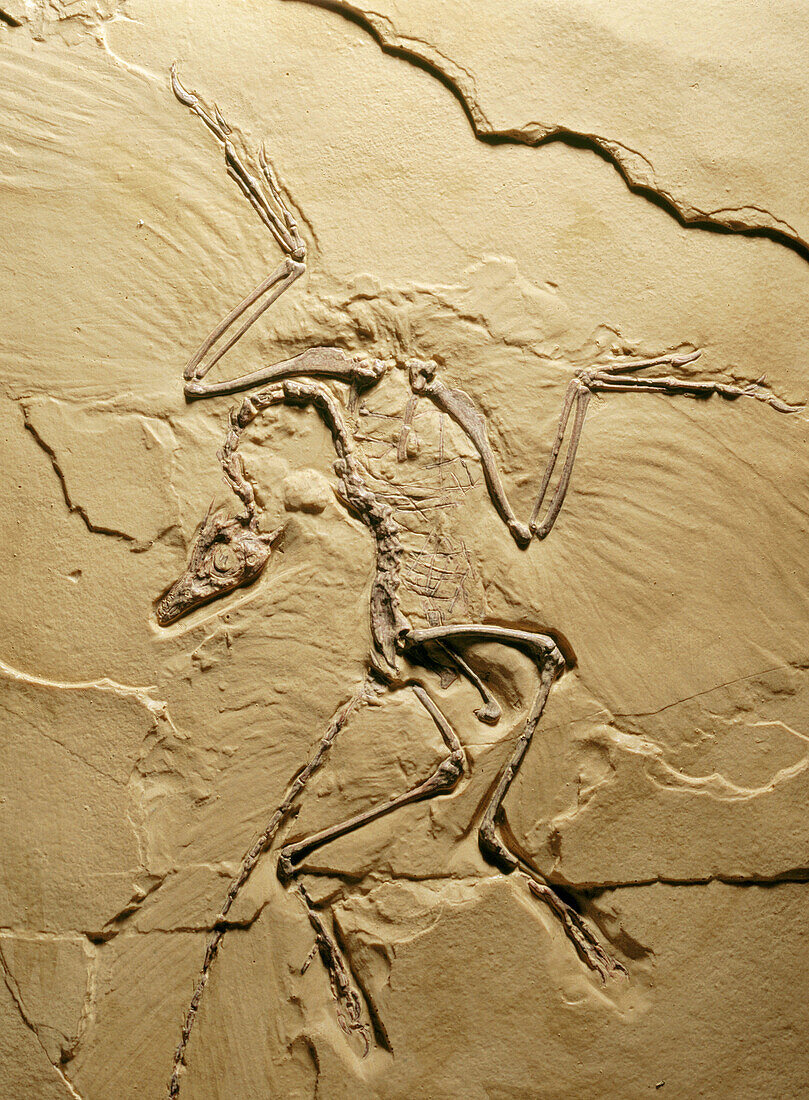 Fossil bird (Archaeopteryx litho). Solnhofen. Bavaria. Germany