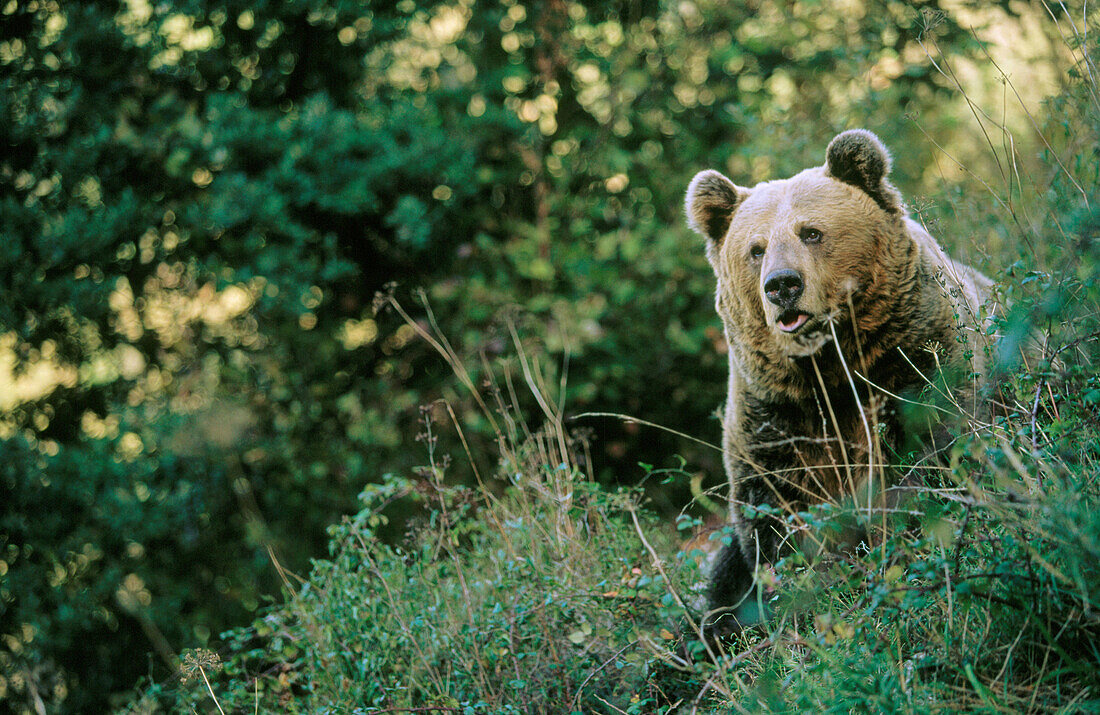 Oso Cantábrico or Brown Bear (Ursus arctos). Spain