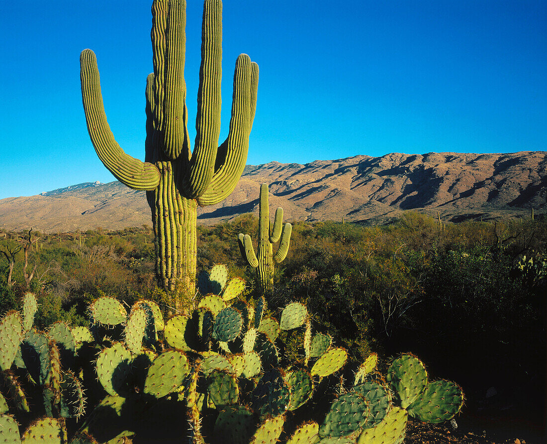 Saguros cactus (Carnegiea gigantea) in Sonora desert. Arizona. USA