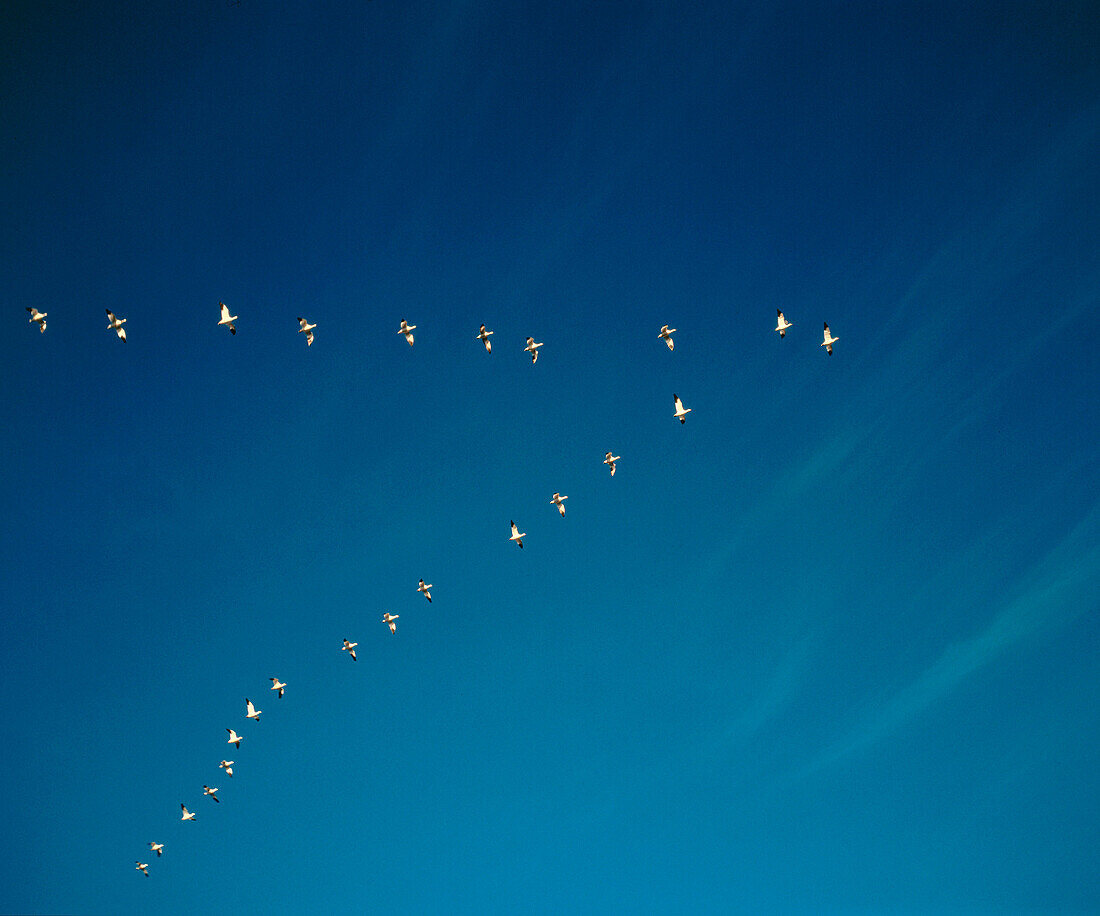 Snow Geese (Anser caerulescens) flighting