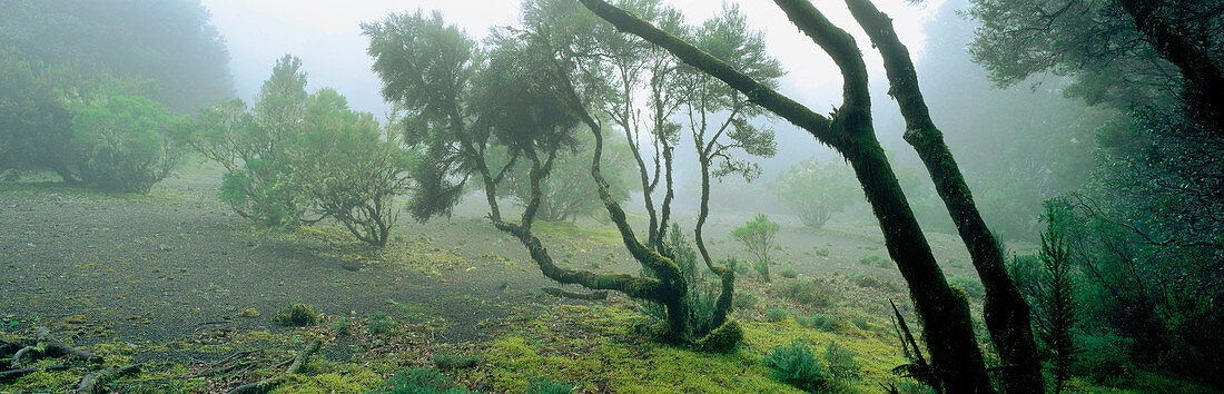 Moor and laurisilva. La Gomera. Canary Islands. Spain