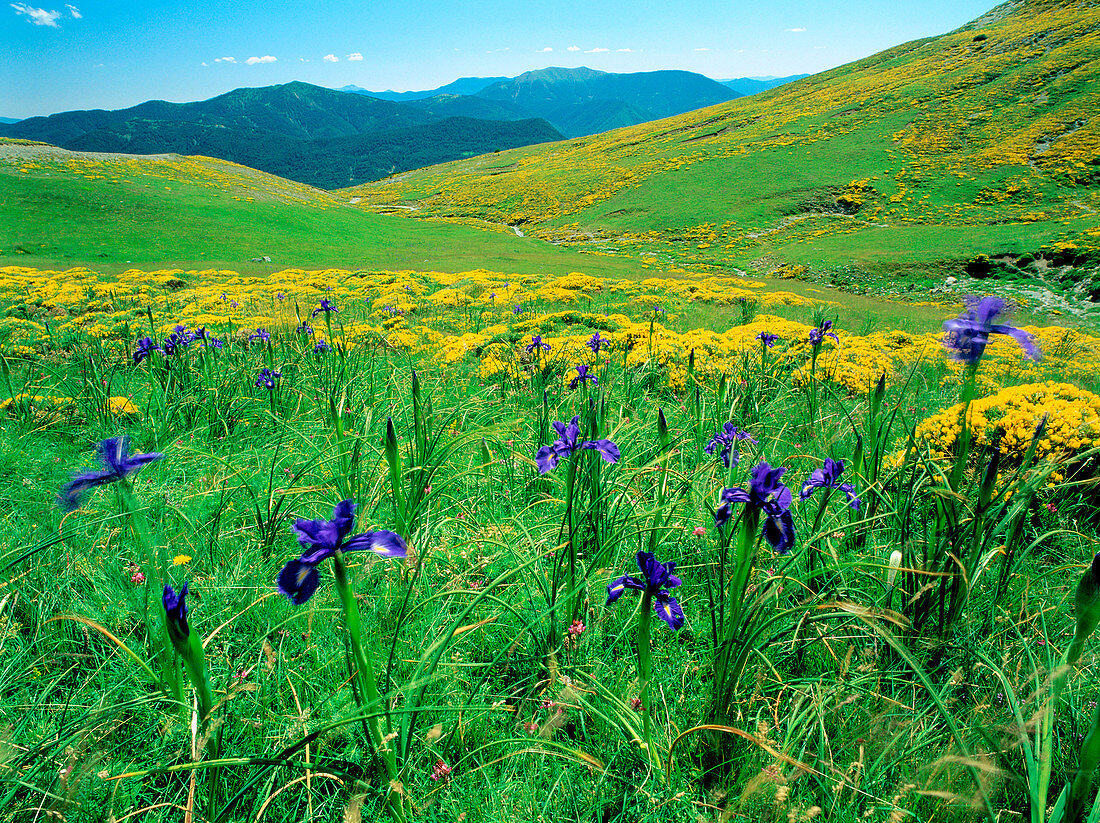 Pyrennees flowers: lilies and Echinospartum horridum