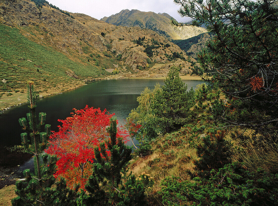 Whitty Pear (Sorbus domestica). Lake Lanoux. Alta Cerdanya (French Cerdagne). France