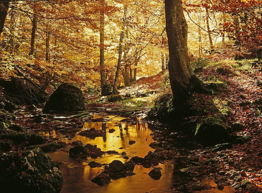 Beechwood and creek in autumn. Atlantic Forests. Vitoria. Spain