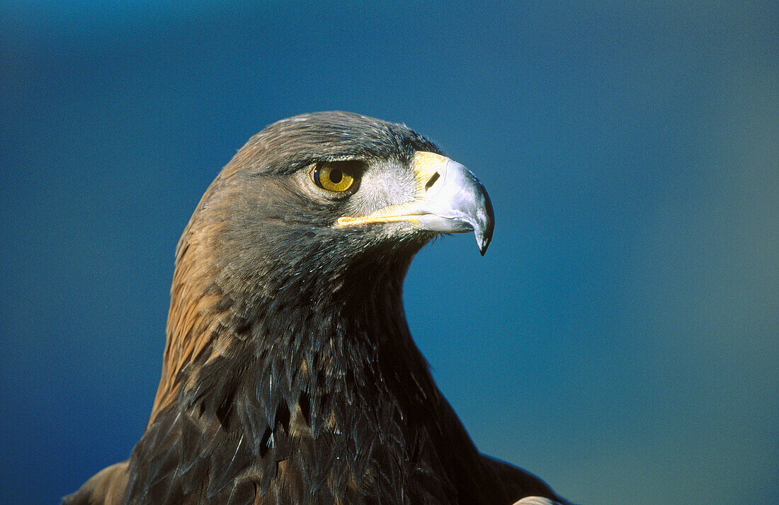 Golden Eagle (Aquila chrysaetos)