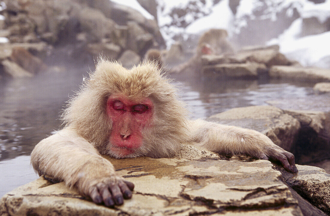 Japanese Macaque (Macaca fuscata). Jigokudani, Honshu. Japan