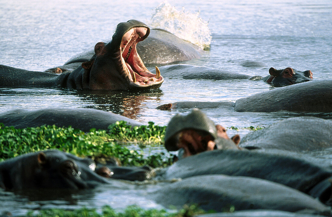 Hippopotamus (Hippopotamus amphibius)