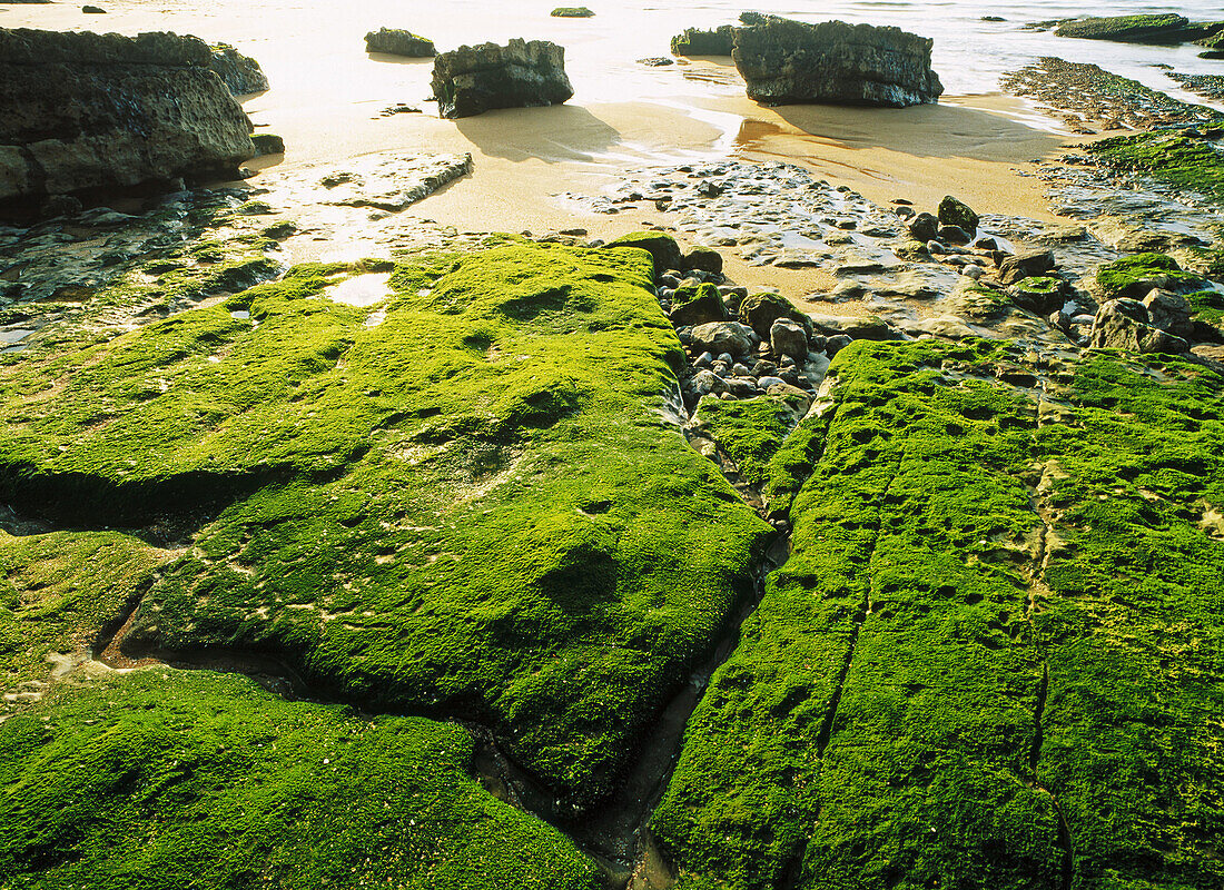 Intertidal seascape. Mar Cantábrico (Bay of Biscay). Spain.