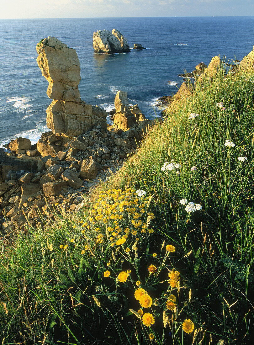 Coastline flowers. Liencres. Cantabria. Soain.